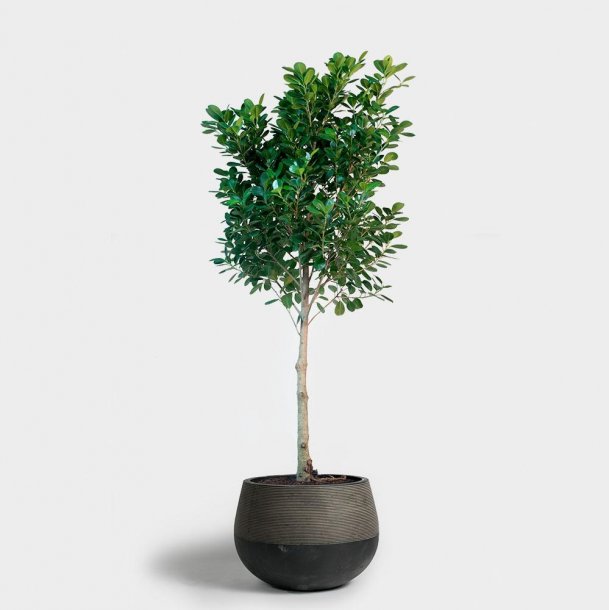 Ficus Microcarpa Moclame Opstammet 120 cm