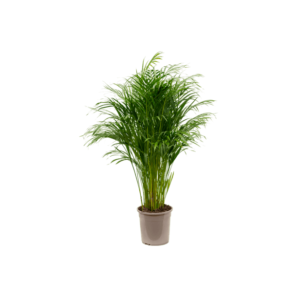 Areca (chrysalidoc.) lutescens 120 cm