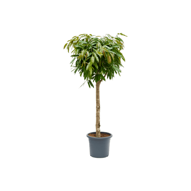 Ficus Amstel King Opstammet 170 cm