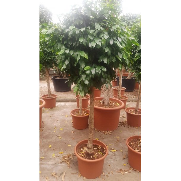 Ficus Benjamina Opstammet 180 cm Kraftig