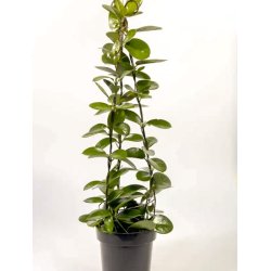 Hoya Australis Planter - FloraDin