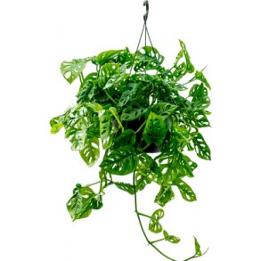 Philodendron Monkey Mask, Monstera Obliqua