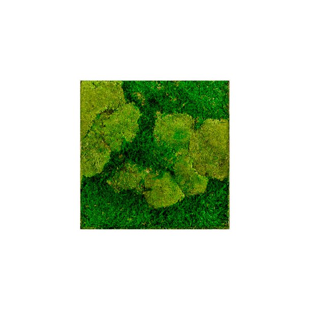 Hvid 50x50 cm 50% pudemos 50% skovmos