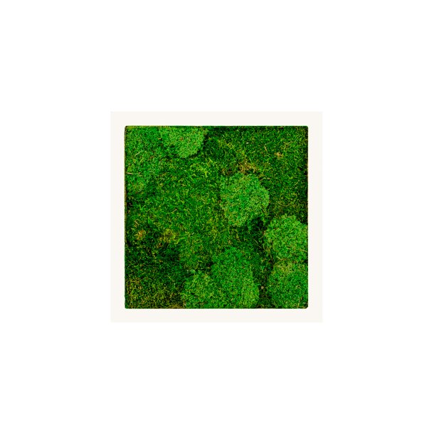 Hvid 50x50 cm 30% pudemos 70% skovmos