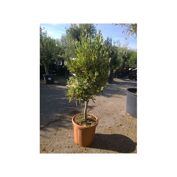 Olea (oliven) 110 cm