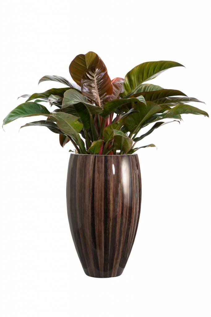 Imperial Red Planter - FloraDin A/S