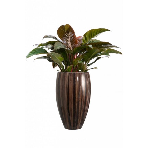 Philodendron Imperial Red 60 cm