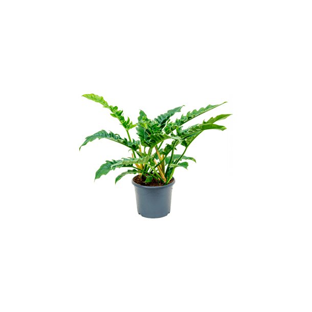 Philodendron Narrow 60 cm