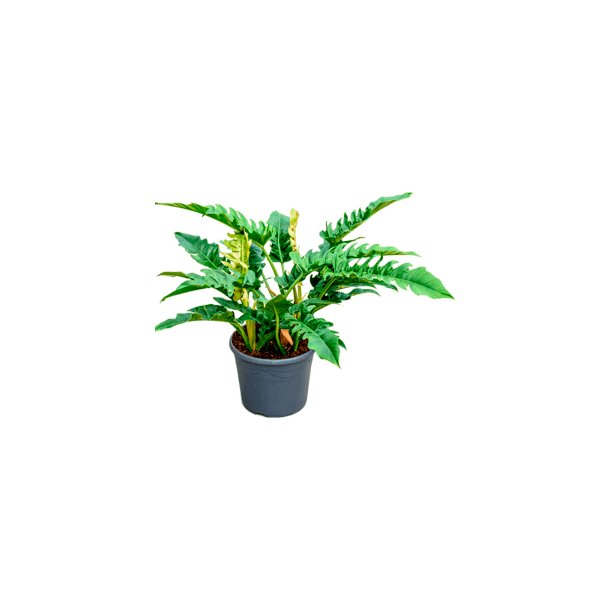 Philodendron Narrow 80 cm
