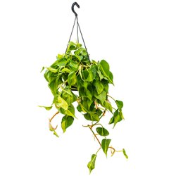 Philodendron Scandens Brasil