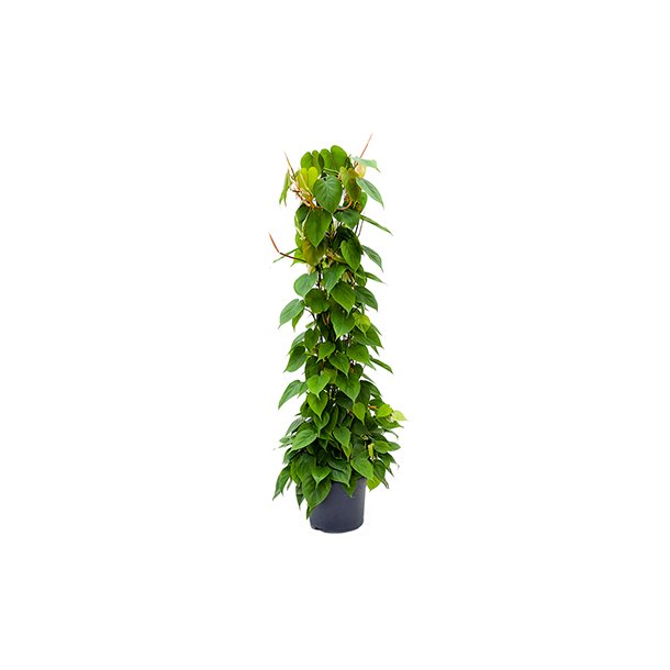 Philodendron Scandens S&oslash;jle p&aring; net 140 cm