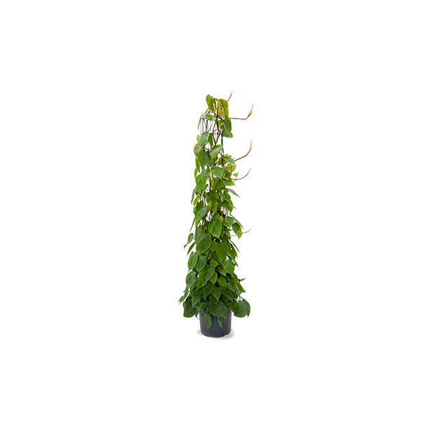 Philodendron Scandens S&oslash;jle p&aring; net 160 cm