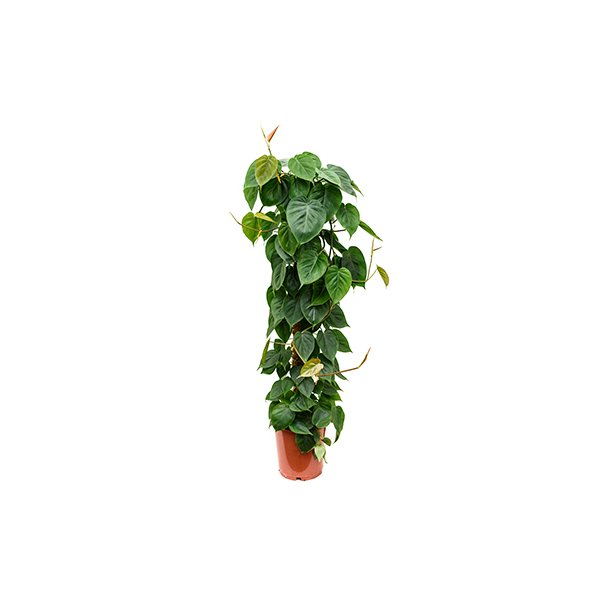 Philodendron Scandens Stok 100 cm