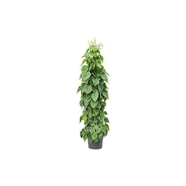 Philodendron Scandens Stok 160 cm