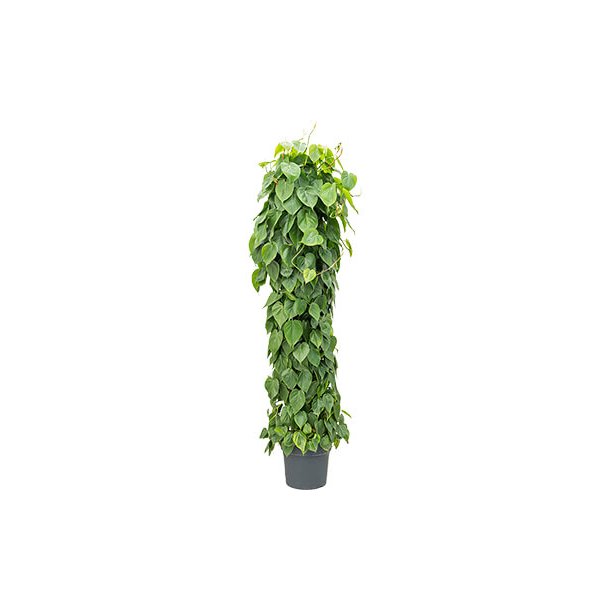 Philodendron Scandens Stok 200 cm
