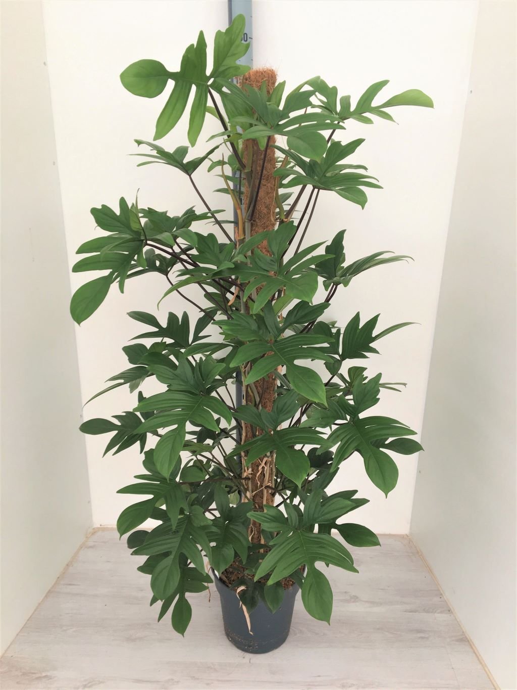 Philodendron pedatum - Planter - FloraDin