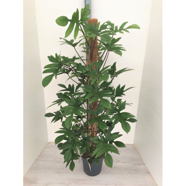 Philodendron pedatum 150 cm