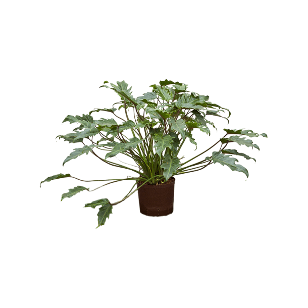 Philodendron Xanadu  80 cm