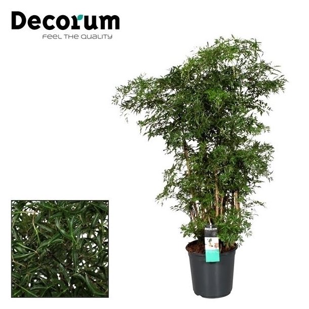 Polyscias Ming (Aralia) 90 cm