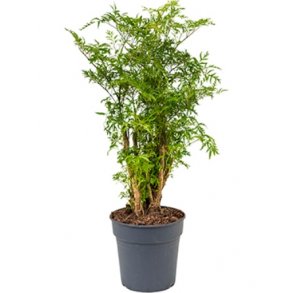 Polyscias Ming (Aralia)