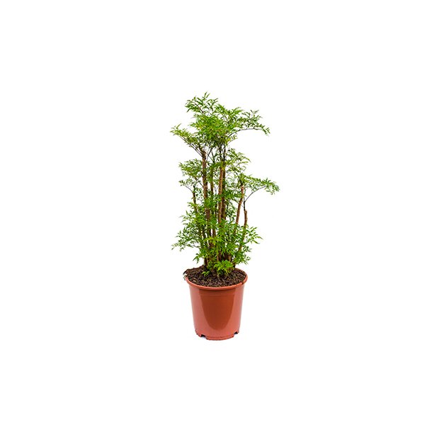 Polyscias Ming (Aralia) 80 cm