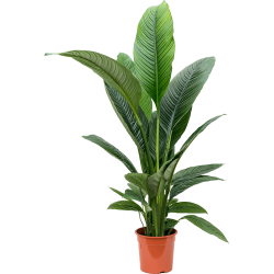 Spathiphyllum Sensation