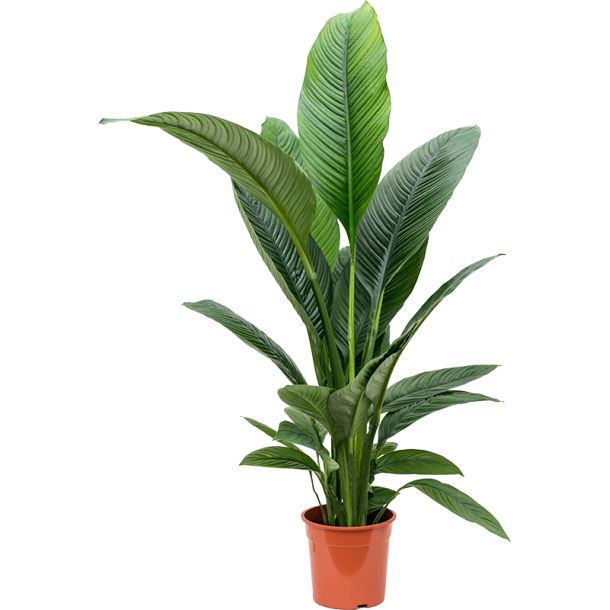 Spathiphyllum Sensation 110 cm