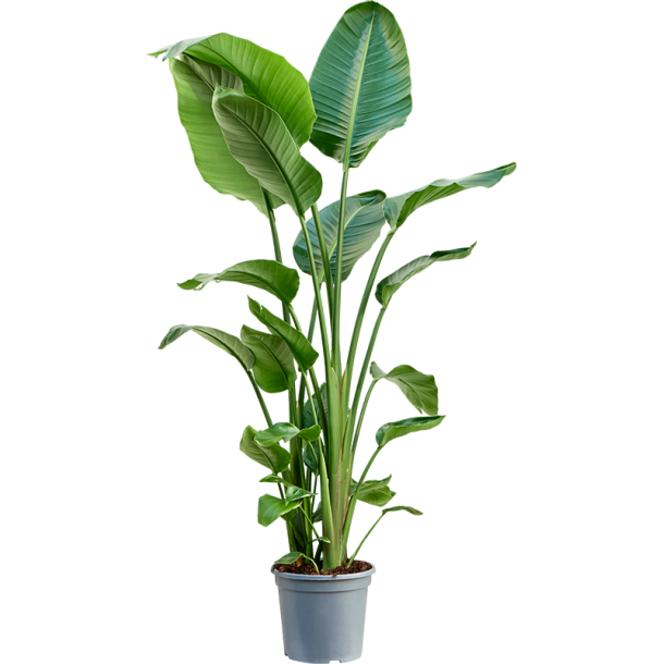 Strelitzia Nicolai, 150 cm, 3 planter i potte, tilbud