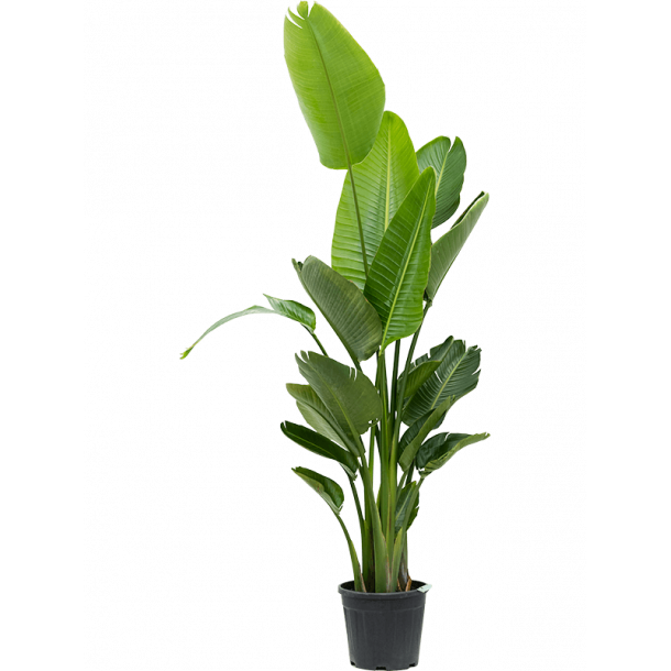 Strelitzia Nicolai, 160 cm, 3 planter i potte, tilbud