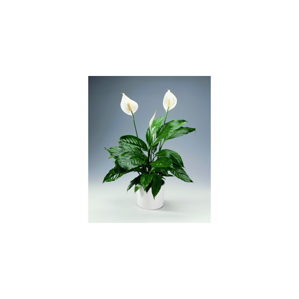 Spathiphyllum 30 cm