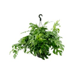 Philodendron Minima