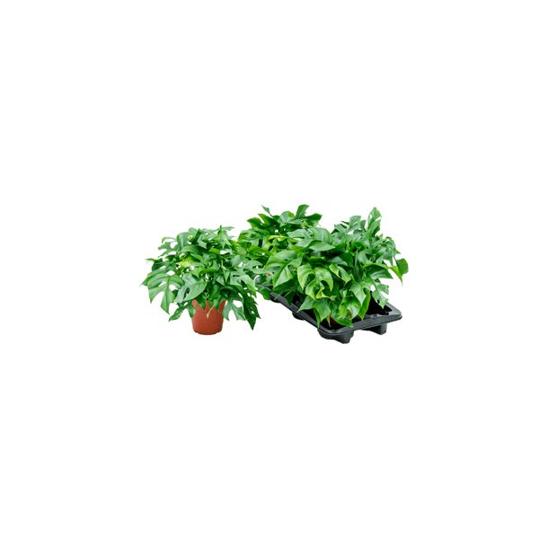 Philodendron Minima Busk 25 cm